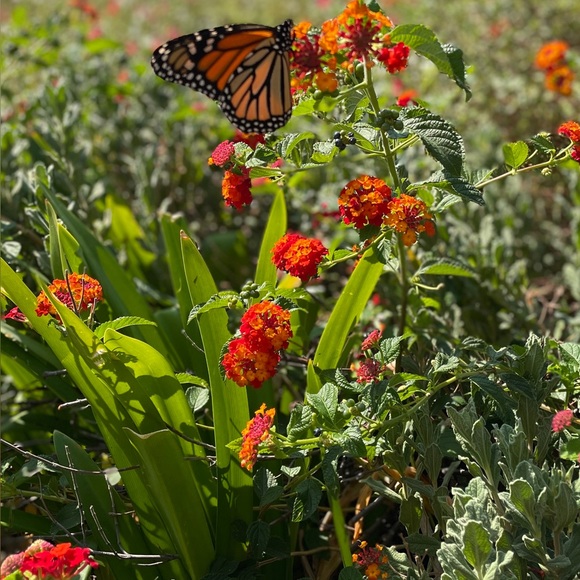 Shopping is a hobby! Some items work out, some don’t. My mistake is your score! - Picture 2 of 2